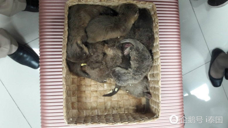 日本女子行李箱偷带10只水獭 欲从泰国出境（组图） - 2