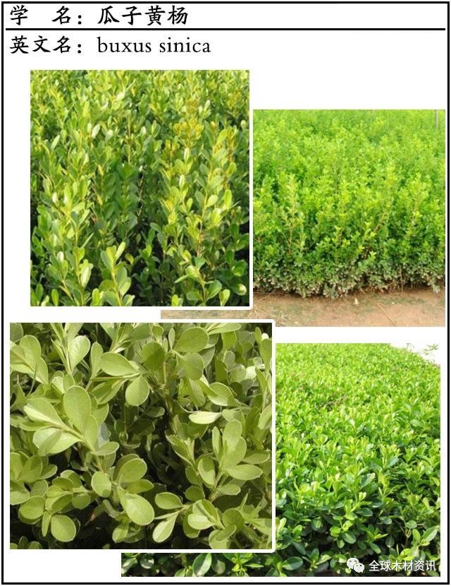 名贵苗木图谱:园林绿化中常见的瓜子黄杨和雀舌黄杨