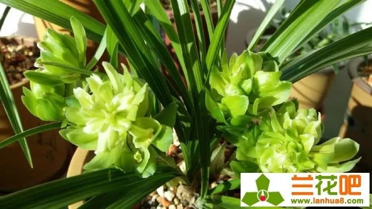 春兰浓香九仙牡丹室内兰花兰草绿植盆栽花卉