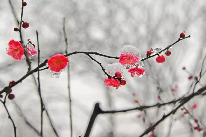 墨香雪润梅花引