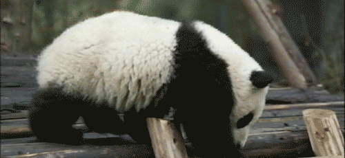 壁纸 大熊猫 动物 500_230 gif 动态图 动图