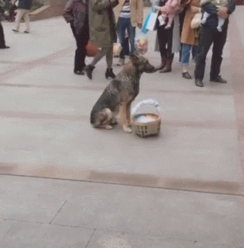 与主人走散的狗狗,它的做法却很聪明