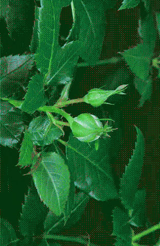 312_480 竖版 竖屏 gif 动态图 动图