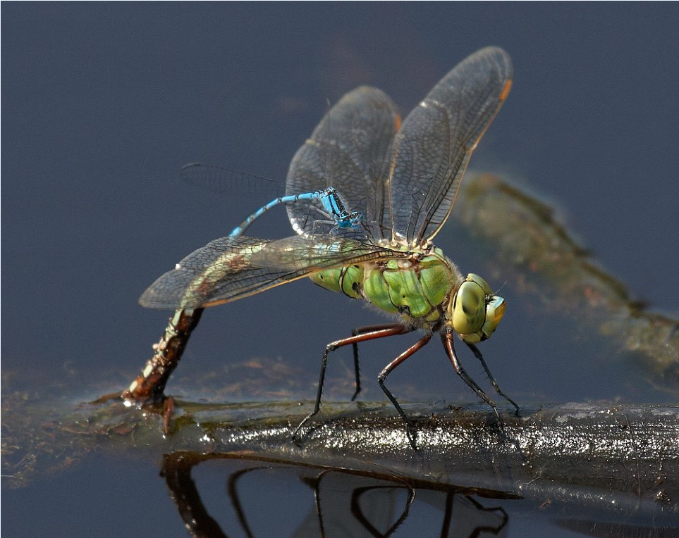 国际野生动物摄影师大赛获奖作品精选