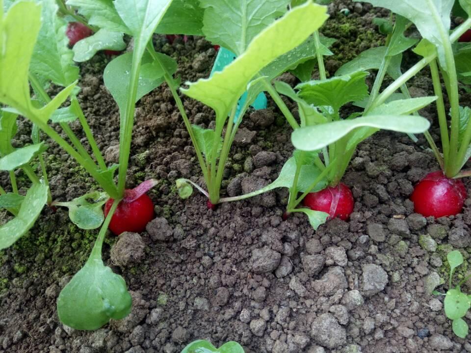 樱桃萝卜种植有技巧,用上它,种出来的萝卜果然