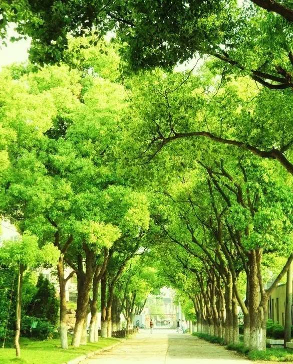 走进老校园:上海电机学院闵行老校区