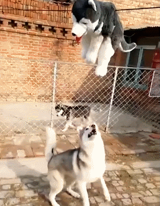 搞笑gif:哈士奇第一次见到猪