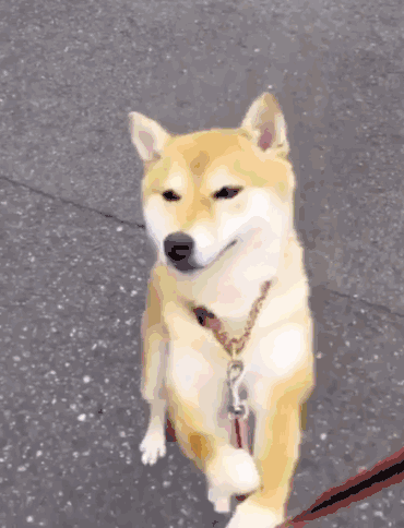 【gif】柴犬欢乐多