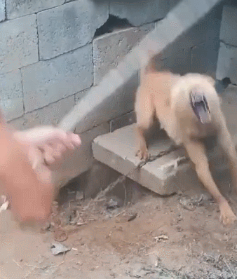 狗狗长期被锁养,脾气更火爆,一根棍子测实力!