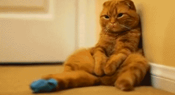 猫:割蛋之仇,不共戴天