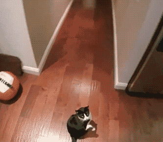 这只喵星人也不知道咋了,老是摆这么个迷之pose