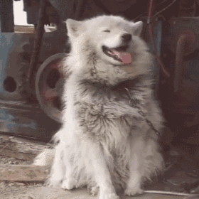壁纸 动物 狗 狗狗 猫 猫咪 小猫 桌面 280_280 gif 动态图 动图