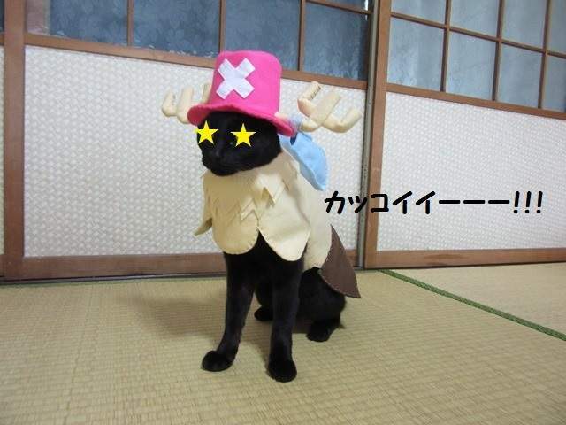 这只娜美有凹凸！日本黑猫COS《航海王》