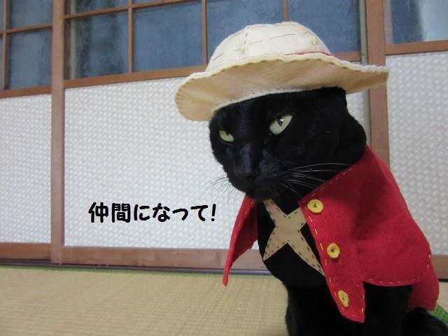 这只娜美有凹凸！日本黑猫COS《航海王》