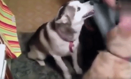 主人领养了一只六岁大的金毛,却意外把哈士奇的醋坛子