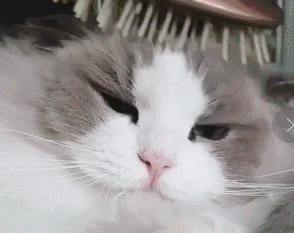 辟谣:猫咪舔毛只是为了清洁身体?不,还有这4点隐藏在其背后