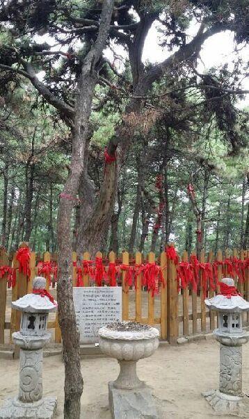 抚顺高尔山大火殃及300岁"神树"