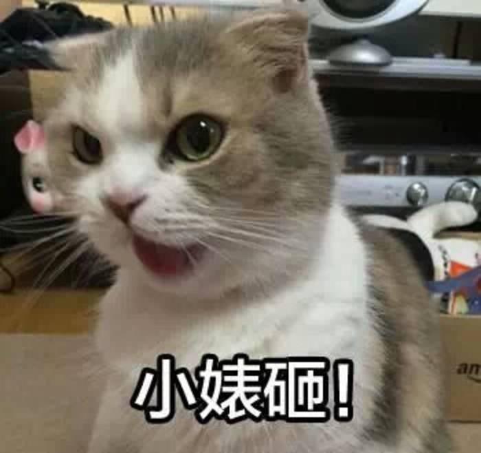企鹅娘吐槽：你最喜欢的二次元动物是哪一种呢？