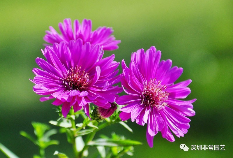 常见花卉花名大全(三)