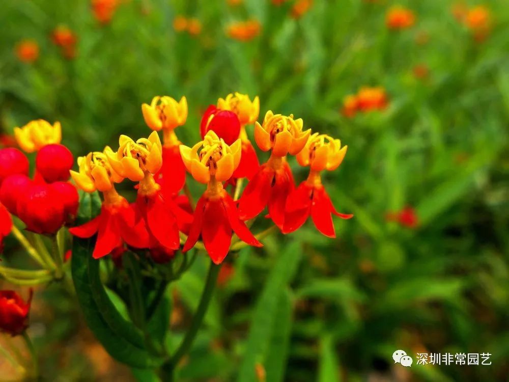 常见花卉花名大全(三)