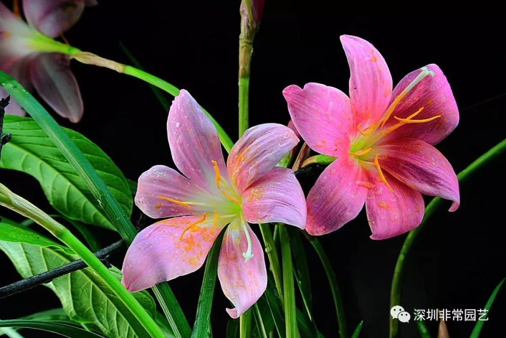 常见花卉花名大全(三)