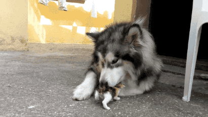 15个萌宠搞笑瞬间笑掉你的大牙,萌进你的心理 反正我不行了