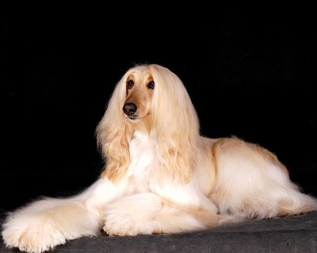 又丑又贵的4大名犬,有钱买这个不如养只土狗!