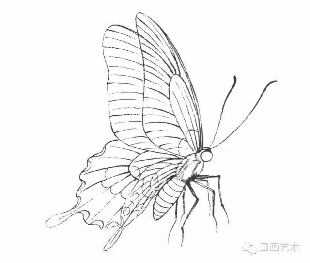 图文教程:李晓明工笔蝴蝶设色步骤示范(二)