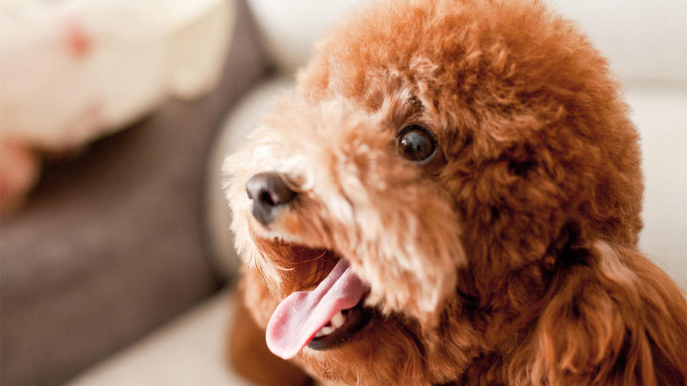 泰迪怀孕80天不生!医生检查后大骂铲屎官不懂