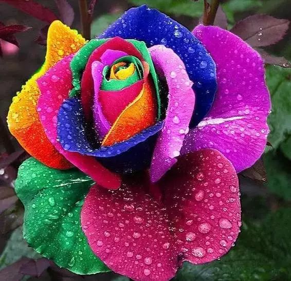 送给你世界上最美的玫瑰花 实在太美了 给朋友们看看吧!