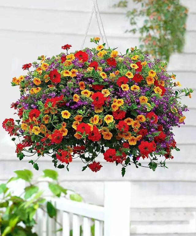 适合养成阳台吊盆植物的几种花,开花时都极其灿烂,花量太旺盛了
