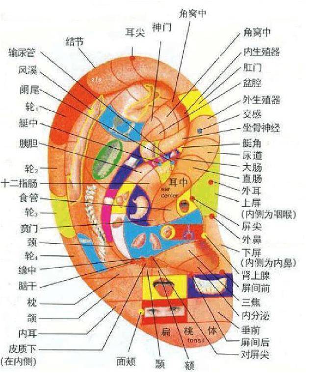 那耳朵不大的人,是不是生活,事业,健康就一定不如耳大的人呢?不一定.