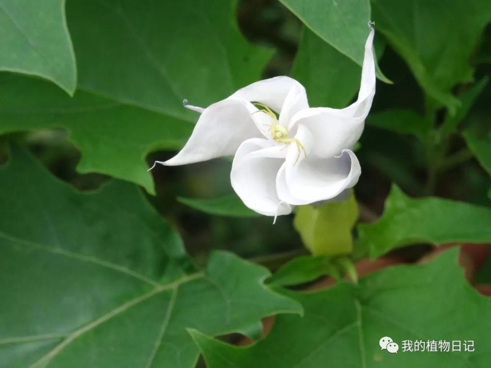 我国原产的野生曼陀罗是草本植物,分布极为广泛,路边荒地,向阳山坡