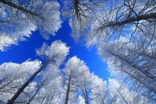 塞罕坝森林公园也是银装素裹,仿佛置身童话世界.