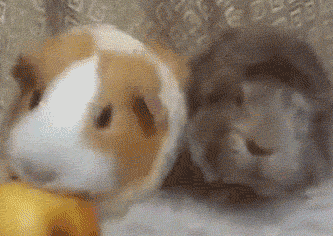 搞笑gif:吃货之间哪里来的友谊?