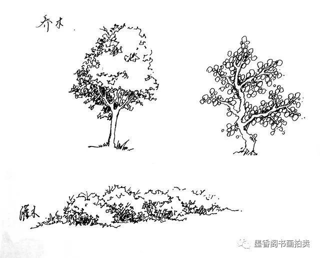 树木主要分为乔木与灌木 乔木:高大; 灌木:低矮
