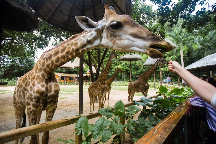 春节带娃,长隆野生动物世界,游玩攻略快来拿走!