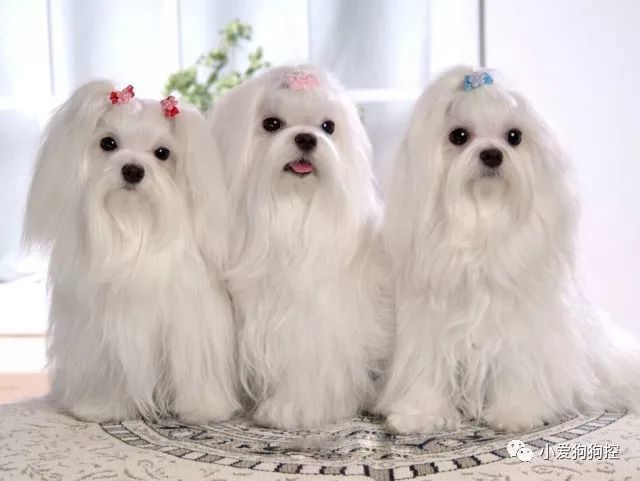 178类纯种狗狗简介——超小型犬&小型犬(上)