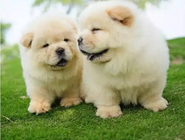 什么样的狗适合家养?