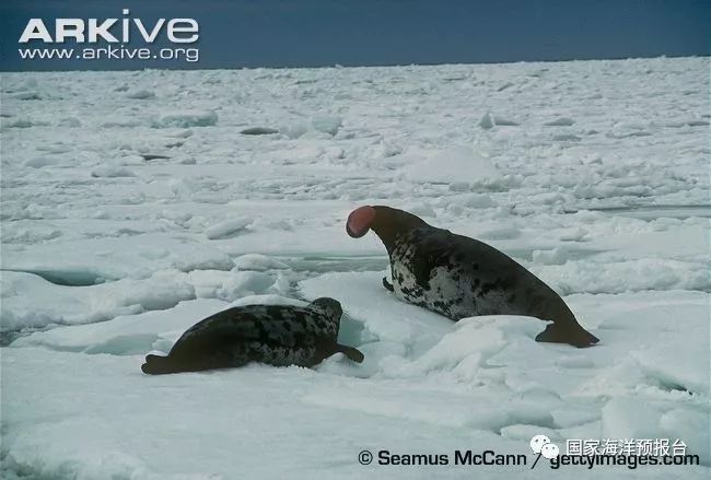 barbatus(erxleben, 1777). atlantic bearded seal 大西洋髯海豹 e.