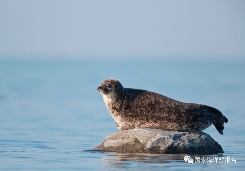 caspian seal 里海海豹