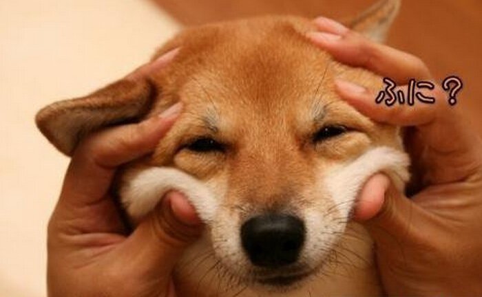 传说中的苦笑,是不是很形象.