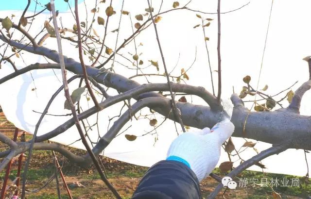 苹果树老果园枝轴精细化修剪图解!