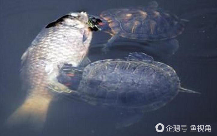 世界最危险的生态杀手,巴西龟泛滥多数人为放生