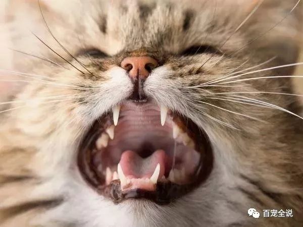 怎么从猫咪的牙齿判断它的年纪?猫咪一共有几