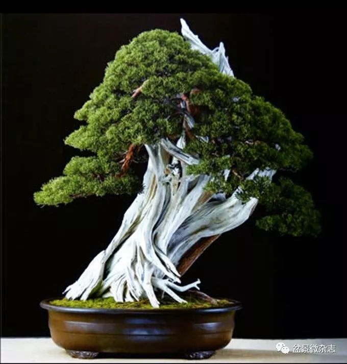 日本盆景发展的历史