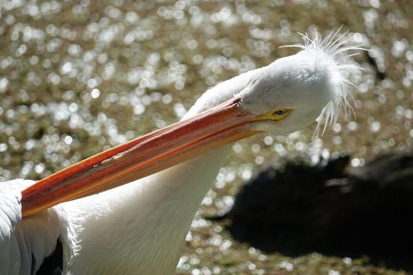 索尼一款卡片机竟卖一万 但24-600mm焦段确实