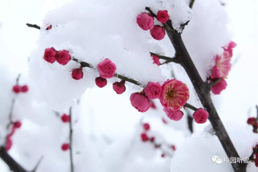 梅园听雪‖当梅花与雪花重逢原创诗歌