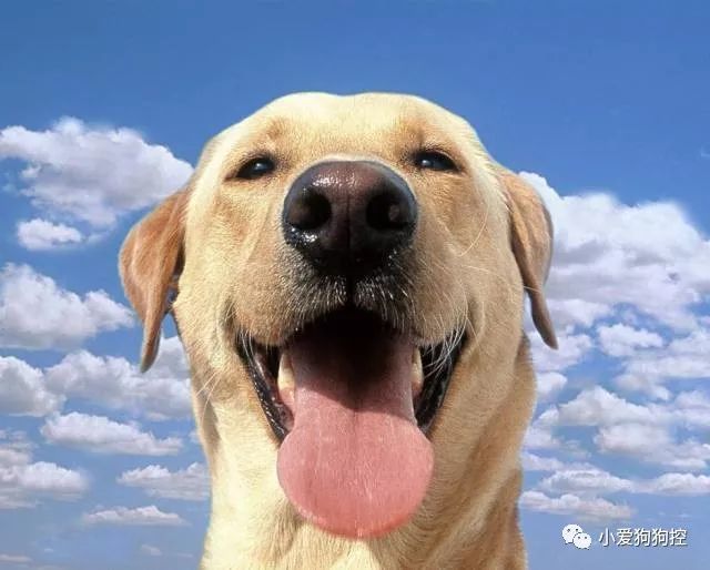 这一期继续给大家介绍 纯种中型犬(下)