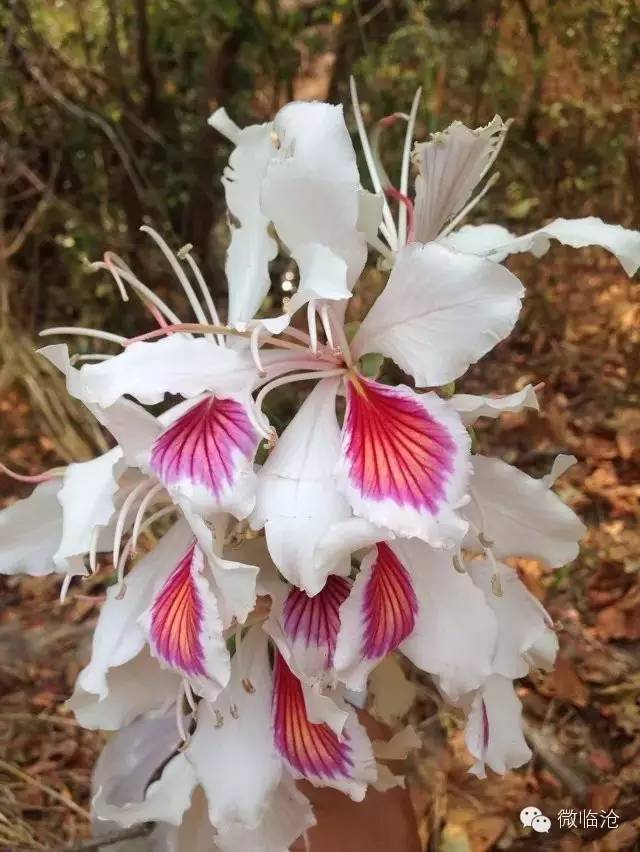 白露花开,又可以吃啦